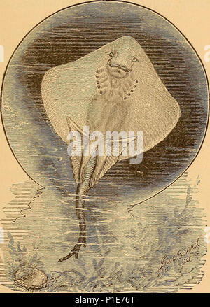 "Ocean wonders: un compagno di viaggio per mare" (1879) Foto Stock