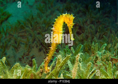 Cavalluccio marino spinosa (ippocampo jayakari) in mare di erba, Marsa Alam, Egitto, Mar Rosso Foto Stock