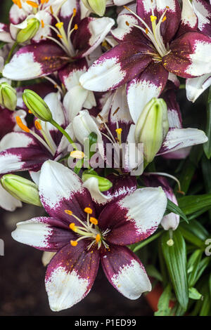 Lilium asiatico ‘minuscoli gigli asiatici del Padhye, nani fiori asiatici del giglio Foto Stock