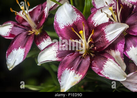 Lilium 'Tiny Padhye' Nano Giglio Asiatico Giglio Asiatico Fiori di Giglio Asiatico Gigli Asiatici White Maroon Flower Petals June Flower Plant Blooming Summer Garden Foto Stock