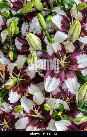 Il Lilium 'Piccolo Padhye' gigli asiatici Foto Stock