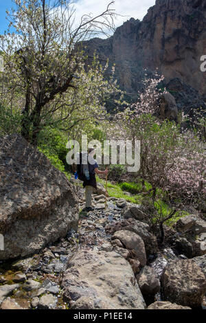 Escursionista nella riserva naturale Monumento Naturale del Roque Nublo in primavera, Gran Canaria Isole Canarie Spagna Foto Stock