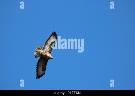 Comune poiana (Buteo buteo) in volo Foto Stock