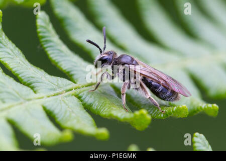 Regno Unito Fauna selvatica: una piccola ape femmina dal mini mining bee family, appoggiato brevemente su una felce (Andrena sp. appartenenti al gruppo Micrandrena) Foto Stock