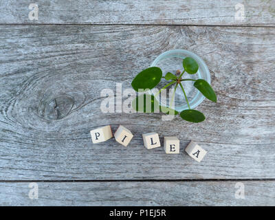 Giovani il taglio di una pianta di pancake o pilea peperomioides in un vasetto di vetro al fine di crescere le radici Foto Stock