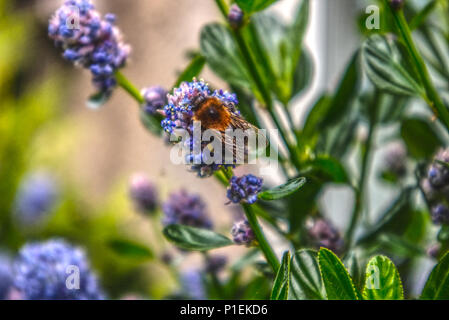 Un'ape alimentazione e nettare di raccolta su un blu impianto ceanothus Foto Stock