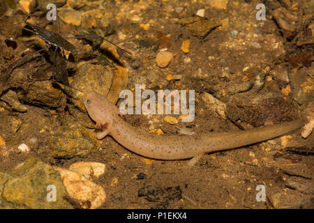 Larvale Blue Ridge Salamandra rossa (Pseudotriton ruber nitidus) Foto Stock