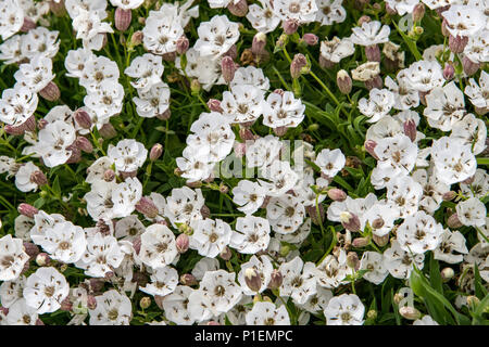 Mare campion (Silene maritima) sull isola Skomer, Galles Foto Stock