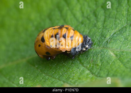 Pupa del sette-spot ladybird (Coccinella septempunctata) su una foglia Foto Stock