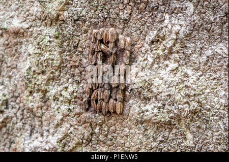 Vista ravvicinata di SPOTTED LANTERNFLY UOVA (LYCORMA DELICATULA) sugli alberi del paradiso corteccia (AILANTHUS altissima), Berks County, PENNSYLVANIA Foto Stock