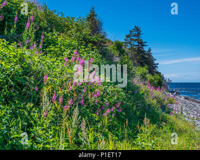 Fireweed blossoms lungo la banchina, Gaspe Peninsula, Quebec, Canada Foto Stock