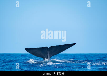 Una grande balena blu che mostra la sua coda passera nera Foto Stock