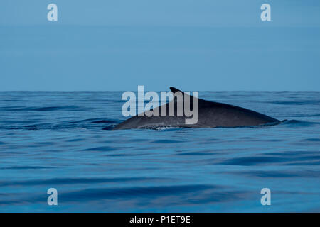 Una balenottera affiorante vicino isola Pico Foto Stock