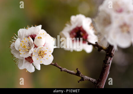 Close up a fioritura primaverile di albicocche Foto Stock