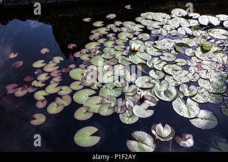 Bella Fiori Bianco Nymphaea alba, comunemente chiamato giglio di acqua o acqua giglio tra foglie verdi e blu acqua Foto Stock