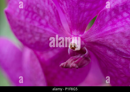 I Giardini di Kew Orchid Festival Foto Stock