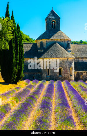 Antico tempio Abbazia di Senanque con fiori di lavanda in Provenza, Francia Foto Stock