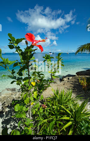 PAUL GAUGUIN crociera a Huahine Island Foto Stock