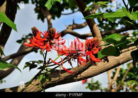 Il Coral Tree blumi, Erythrina corallodendron, Coral Tree, Mission Viejo, CA 080329 30038 Foto Stock