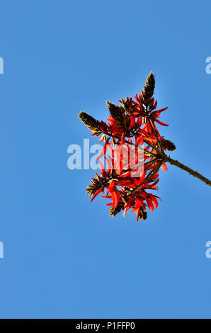 Il Coral Tree blumi, Erythrina corallodendron, Mission Viejo, CA 120208 70565 Foto Stock