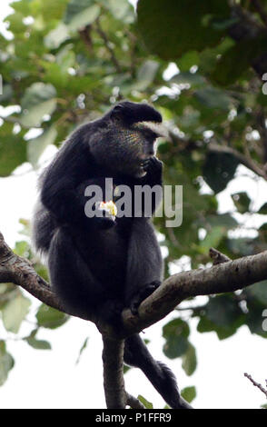 Una scimmia blu nel parco nazionale di Virunga nell est del Congo. Foto Stock