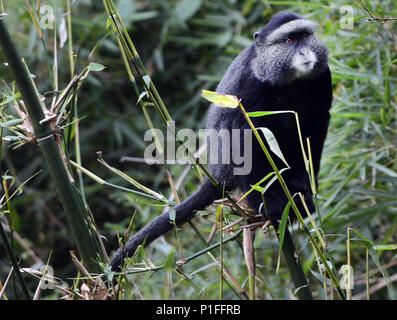 Una scimmia blu nel parco nazionale di Virunga nell est del Congo. Foto Stock