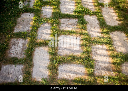 Erba verde tra il granito Street piastrella con ombra sul tramonto. Foto Stock