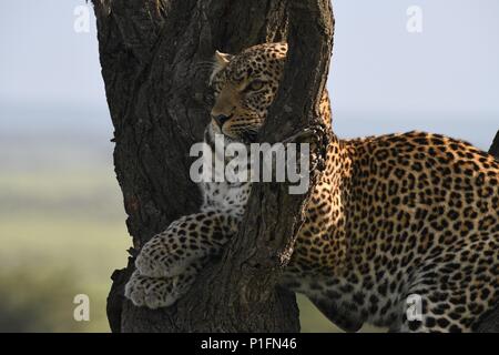 Leopard nella struttura ad albero in cerca di prede sul Massai Mara Savannah. Leopard femmina (Panthera pardus). La foto è stata scattata nella zona di Olare Motorogi Conservancy Foto Stock