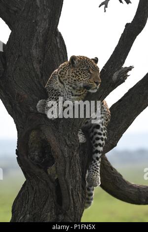 Leopard nella struttura ad albero in cerca di prede sul Massai Mara Savannah. Leopard femmina (Panthera pardus). La foto è stata scattata nella zona di Olare Motorogi Conservancy Foto Stock