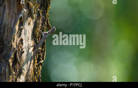 Flying Dragon, Flying Lizard sulla struttura ad albero al Parco Nazionale Khao Yai, Thailandia Foto Stock