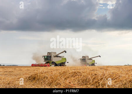 Mietitrebbia lavora su un campo di grano. La raccolta di frumento. Foto Stock