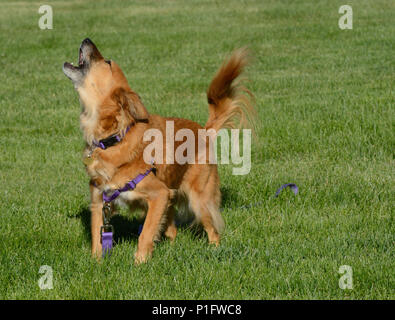 Impazienti sassy brown razza cane che abbaia in eccitazione per ottenere proprietario per giocare Foto Stock