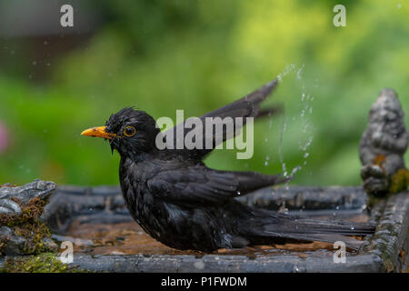 11 Giugno 2018 - Maschio blackbird gode dell'acqua fresca di una famiglia giardino Bagno uccelli e ha una vasca da bagno caldo e soleggiato Foto Stock