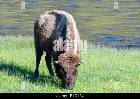 Bisonti americani alimentazione su erba accanto al fiume nel Parco Nazionale di Yellowstone Foto Stock