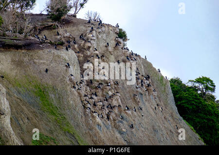 I nidi di una colonia di rocce scricchiolano su una scogliera su un'isola nel canale di Beagle. Foto Stock