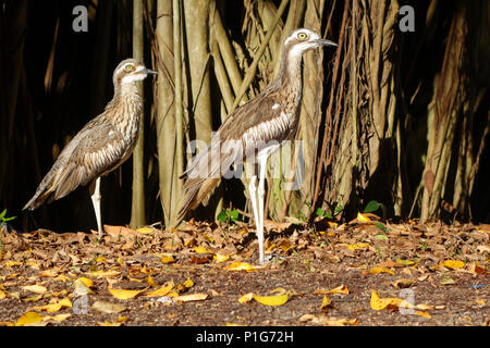 Coppia di Bush curlews pietra () accanto ad albero nel Parco Fogarty, Cairns, Queensland, Australia Foto Stock