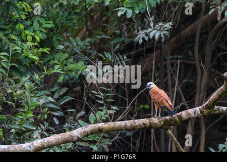 Adulto Black Hawk a collare, Busarellus nigricollis, Amazon National Park, Superiore Amazzonia, Loreto, Perù Foto Stock