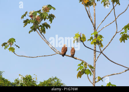 Nero-collare coppia hawk, Busarellus nigricollis, Nauta Cano, Loreto, Perù Foto Stock