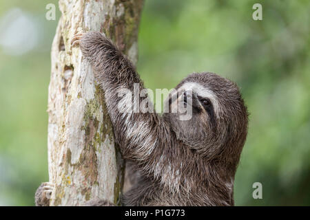 Un captive "pet" marrone-throated sloth, Bradypus variegatus, San Francisco Village, Loreto, Perù Foto Stock