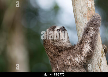 Un captive "pet" marrone-throated sloth, Bradypus variegatus, San Francisco Village, Loreto, Perù Foto Stock