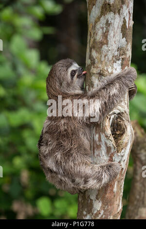 Un captive "pet" marrone-throated sloth, Bradypus variegatus, San Francisco Village, Loreto, Perù Foto Stock