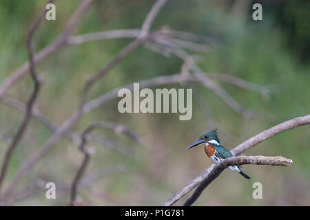 Adulto Amazon kingfisher, Chloroceryle amazona, Rio Yanayacu, Pacaya-Samiria riserva nazionale, Loreto, Perù Foto Stock