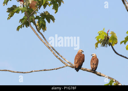 Nero-collare coppia hawk, Busarellus nigricollis, Nauta CaÃ±0, Loreto, Perù Foto Stock