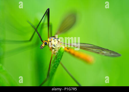 Gru Fly (Tipulidae) Foto Stock