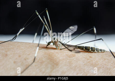 Macro di zanzara sulla pelle umana, vicino - di zanzare sono succhiare il sangue sulla pelle, Aedes aegypti e sono pericolosi insetto che causa del Foto Stock