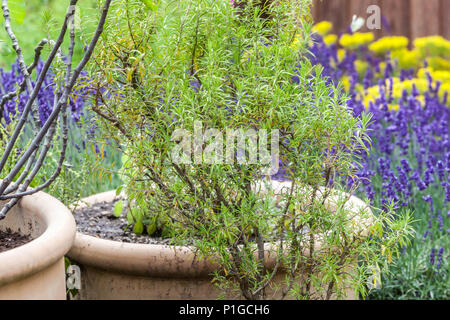 Tipo di giardino mediterraneo, vasi in ceramica giardino di lavanda erbe aromatiche giardino mediterraneo Foto Stock