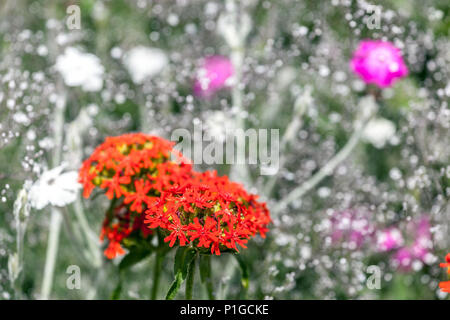 Croce di Malta, Lychnis chalcedonica Foto Stock