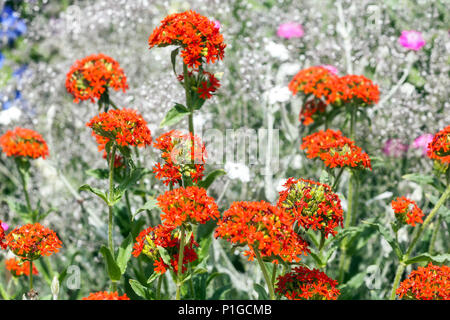 Croce di Malta, Lychnis chalcedonica Foto Stock