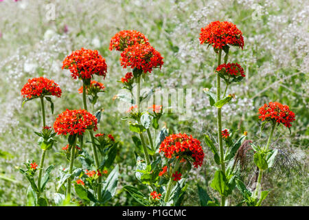 Croce di Malta, Lychnis chalcedonica Foto Stock