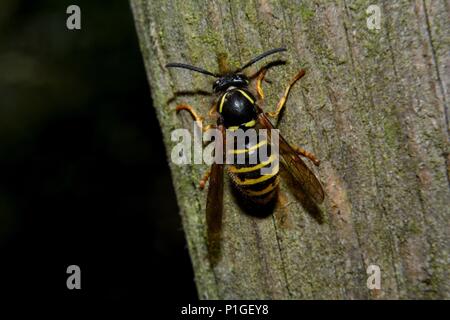 Wasp siede su legno Foto Stock